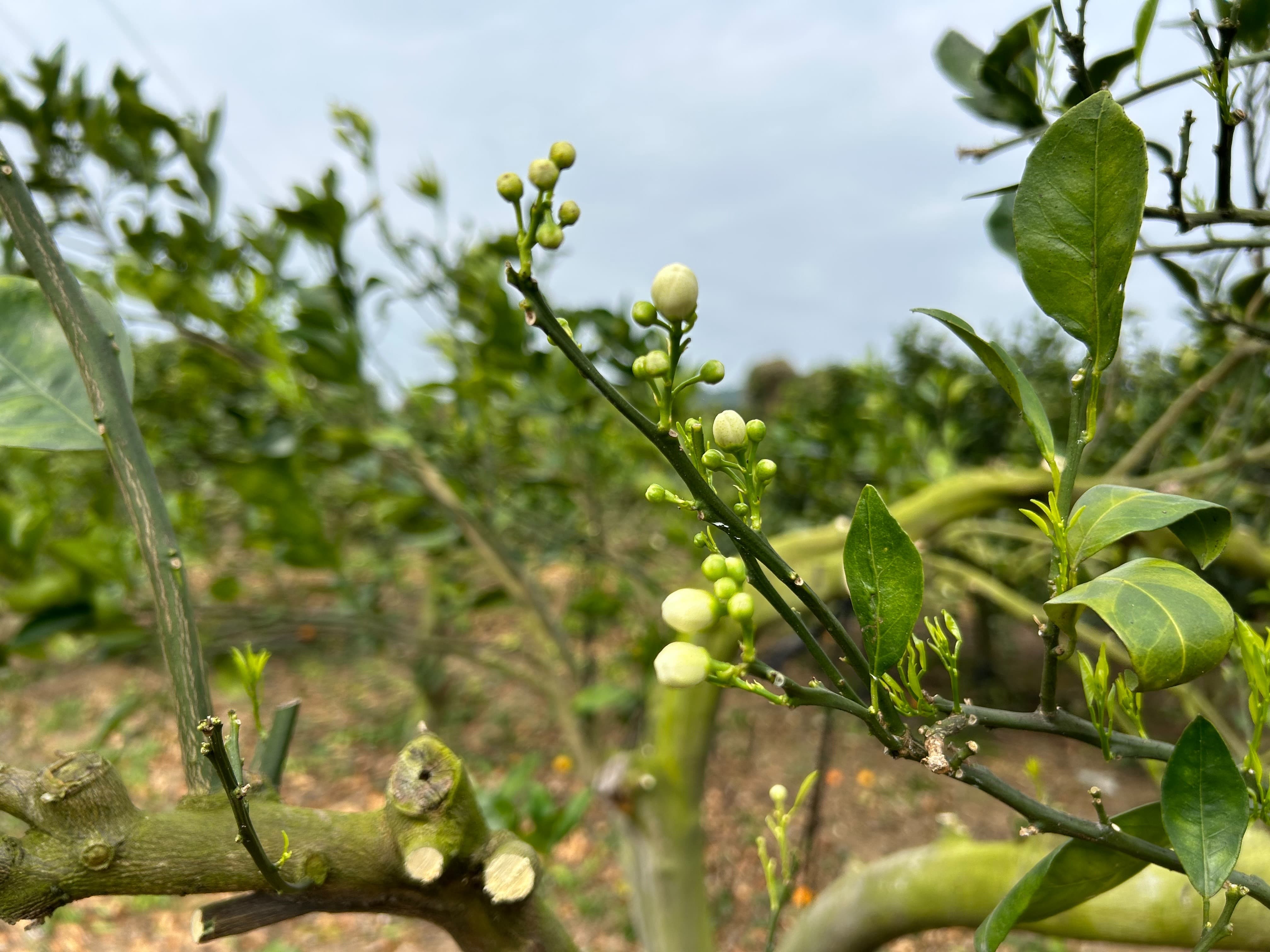 【柑願計畫】柳丁樹修剪枝丫，健康長大