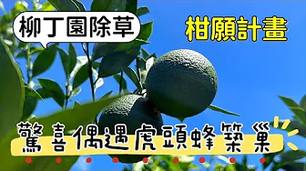 【柑願計畫】柳丁園除草，驚喜偶遇虎頭蜂築巢！