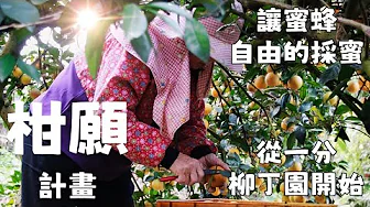 【柑願計畫】讓蜜蜂自由的採蜜，從一分柳丁園開始